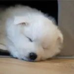 Doglemi Hundetrappe m. hule og små rum